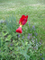 Opa's Chalet - Garden